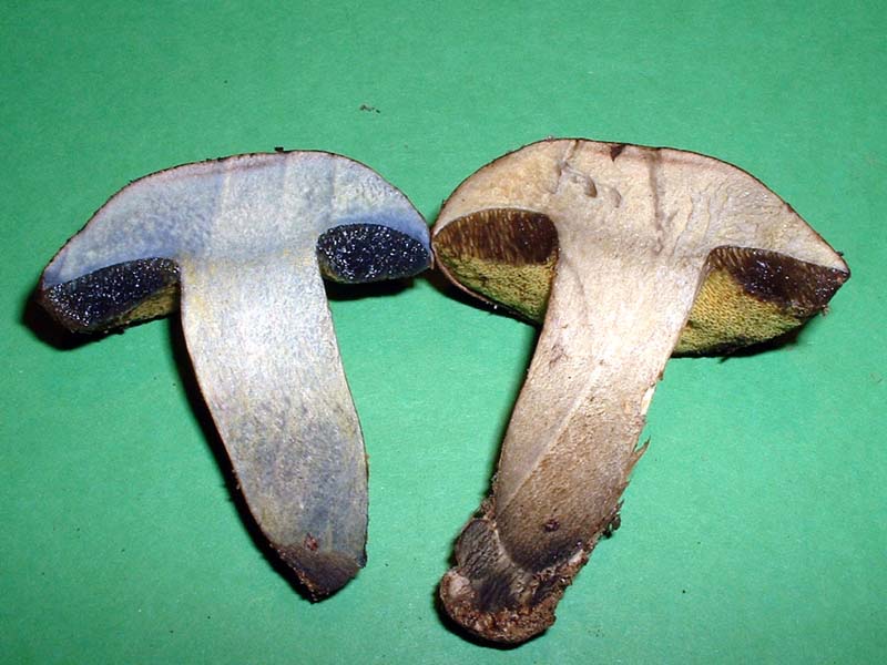 Boletus pulverulentus - La Micoflora della Toscana - II